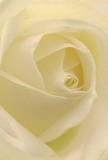 This evocative close-up pulls you deep into the heart of a delicate cream-ivory rose, as if you are sheltered within its soft petals amid the quiet charm of Little Ilford. Each gently spiraled layer suggests a story: morning dew still lingering, the air carrying a faint sweetness that hints at the subtle, calm scent of the bloom. Luminous yet understated, soft highlights glide across the petals, while dusky shadows create a gentle drama between each fold, drawing forth a sense of stillness reminiscent of quiet days spent near local parks or along tranquil streets. The artistry in this rose is unmistakable; you can picture an experienced florist in Little Ilford, hand-selecting every bloom with care and purpose, crafting arrangements that express sympathy, admiration, or the promise of new beginnings. The composition is intentional and expressive, every petal arranged in a perfect embrace-fragile yet resolute, luminous but never ostentatious. This flower becomes a vessel for emotion, transforming even the simplest gesture into something profound. Its presence speaks not just to floral beauty, but to the thoughtful expertise and gentle touch found at the heart of the community.